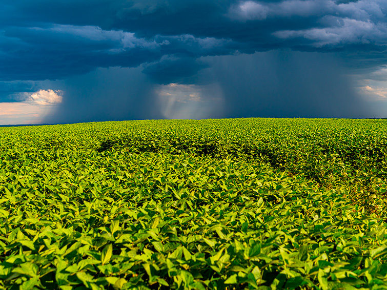 Os 5 fenômenos climáticos que mais impactam a agricultura