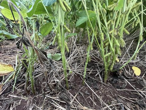 Anomalia da soja: quebramento de hastes e podridão de grãos foram observados nas lavouras dos Estados do Sul