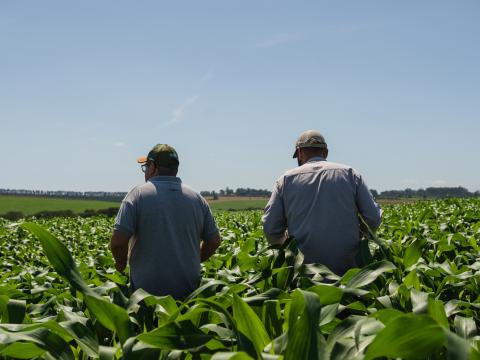 Barter em Campo: para a safra 2024/25, a Syngenta disponibilizou US＄1 bilhão em comercializações de barter para os agricultores brasileiros