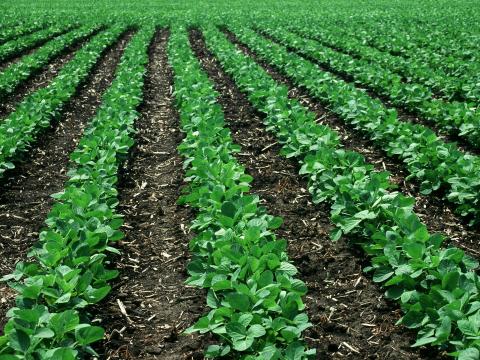 Syngenta lança o inseticida NETURE™