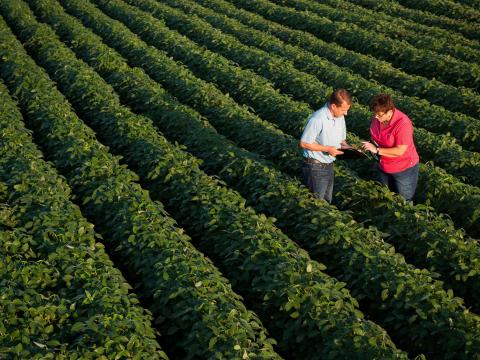 Cropwise Grower, iniciativa da Syngenta com tecnologia de IA Generativa, é vencedora do Prêmio internacional GenAI Zürich