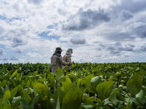 Brasil ganha novo aliado no combate a nematoides e doenças foliares na safra 2025/2026