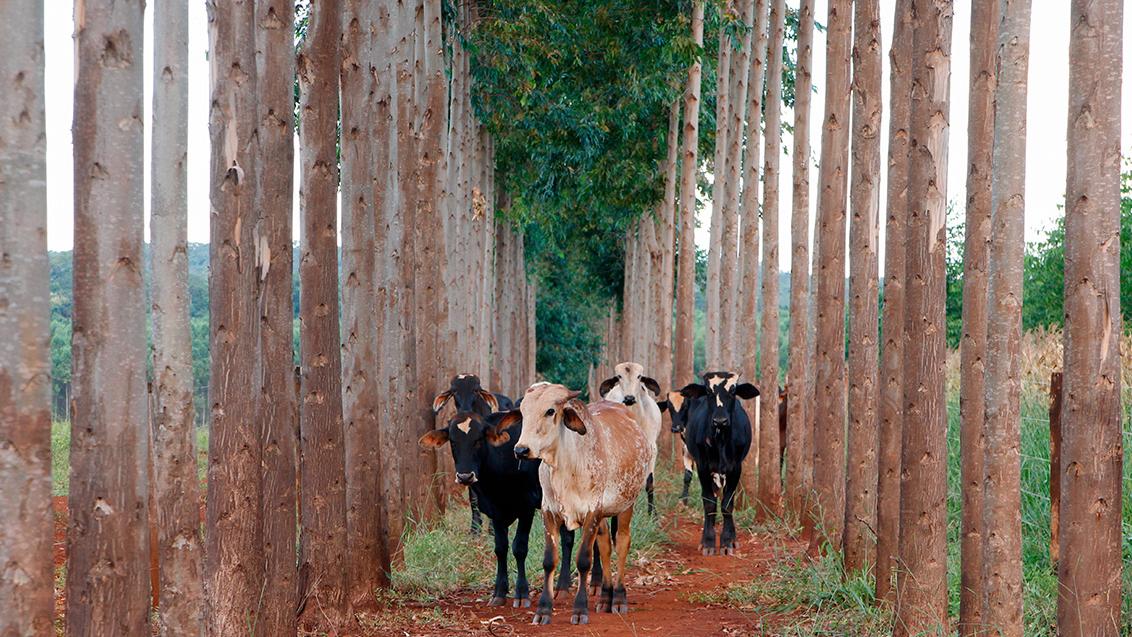 CAPA Integração Lavoura-Pecuária-Floresta: entenda como funciona esse sistema -