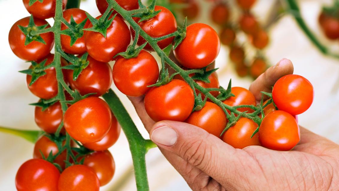 cherry_tomatoes_on_bunch