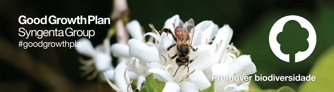 Imagem de uma abelha sobre a folha de uma planta de café