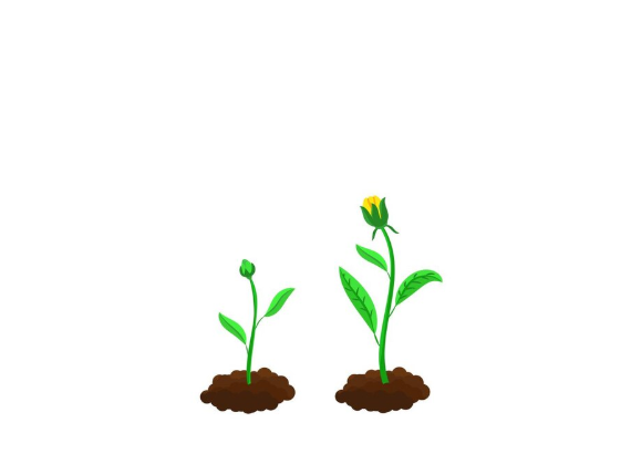 step 2 of growing plants