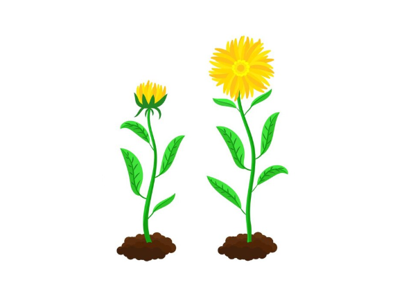 step 3 flower