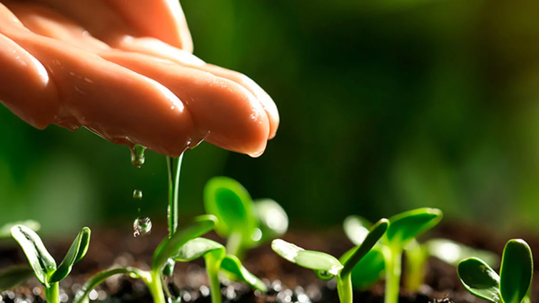 capa agricultura regenerativa e a responsabilidade
