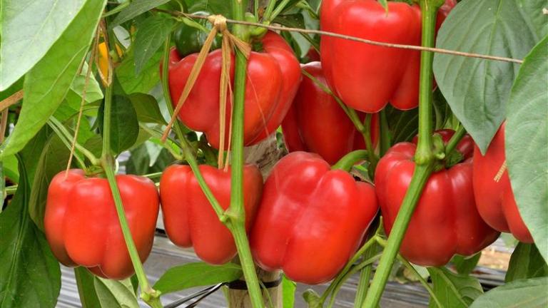 Vegetable Seeds1