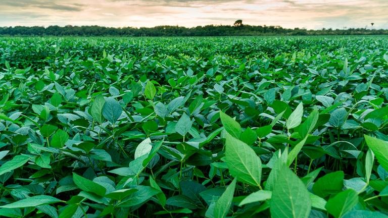 biodiversidade e agricultura
