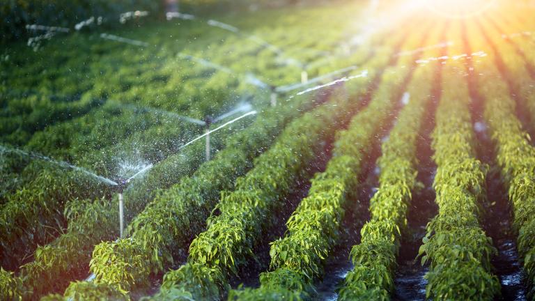 Foco é viabilizar a produção de sementes para pesquisa com o intuito de desenvolver novos híbridos de milho e cultivares de soja, durante o período de estiagem no estado