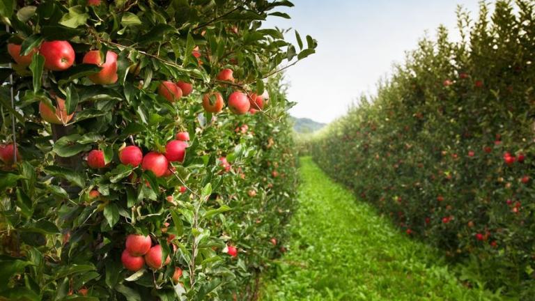 ERGER™, tecnologia da Syngenta Biologicals à base de nitrogênio inorgânico, entrega performance superior, oferecendo ainda mais resultados aos pomares do Sul