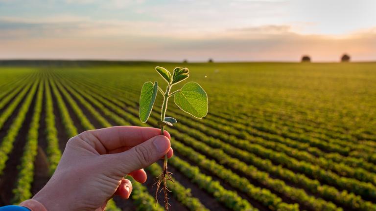 agricultura regenerativa