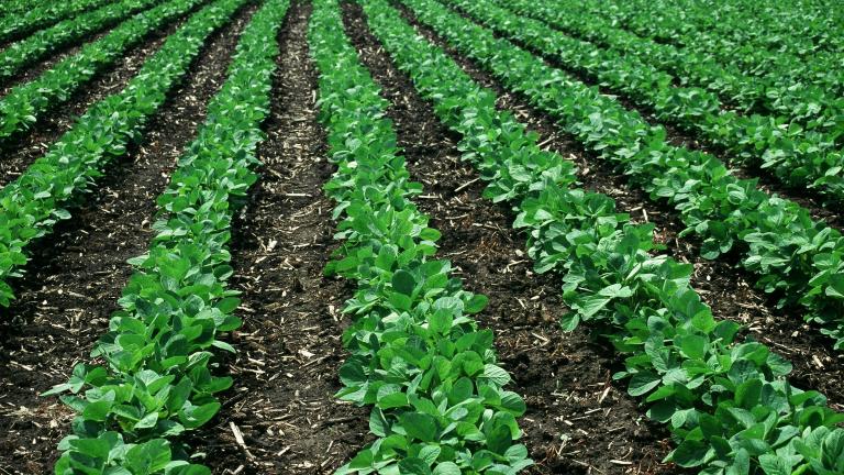 Syngenta lança o inseticida NETURE™