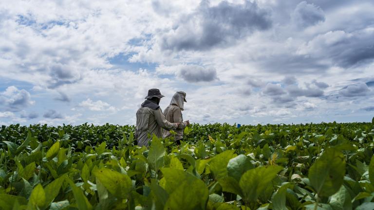 Brasil ganha novo aliado no combate a nematoides e doenças foliares na safra 2025/2026