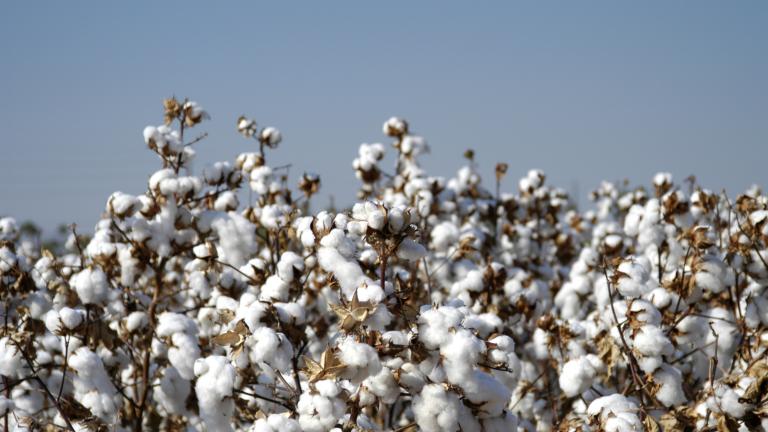 Syngenta e Provivi anunciam parceria 