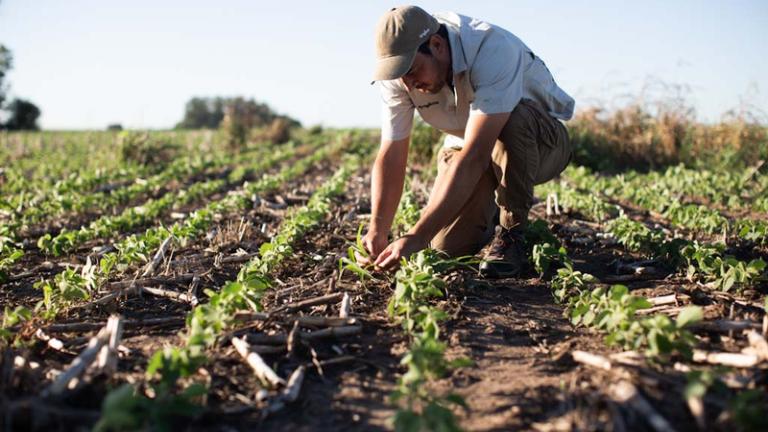 syngenta_virestina.jpg