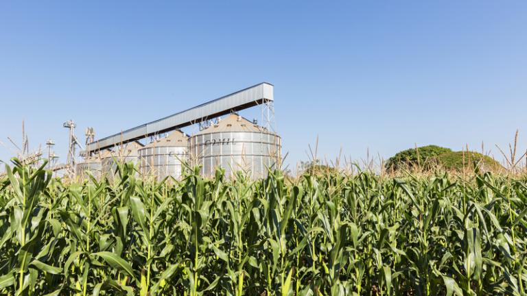 Lavoura de milho com silo e esteira transportadora ao fundo, sob céu azul