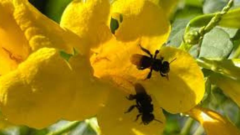 Duas abelhas em flor amarela, com folhas verdes ao fundo