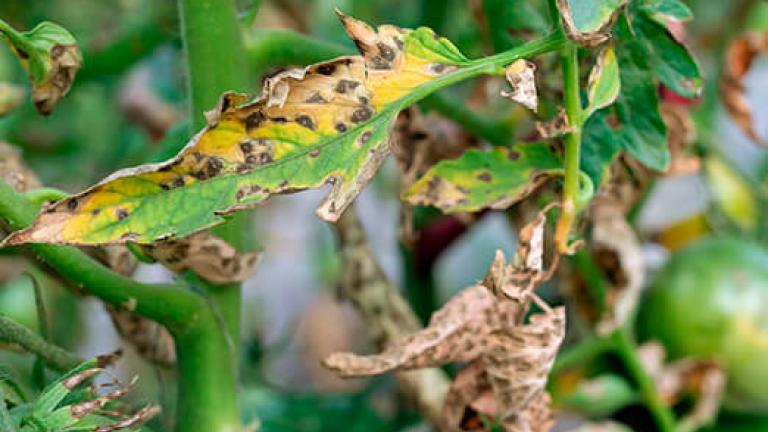 Imagem de folhas de hortifrúti com sintomas de doenças foliares.