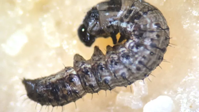 Larva escura curvada sobre fundo claro 