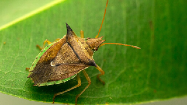 Percevejo-barriga-verde