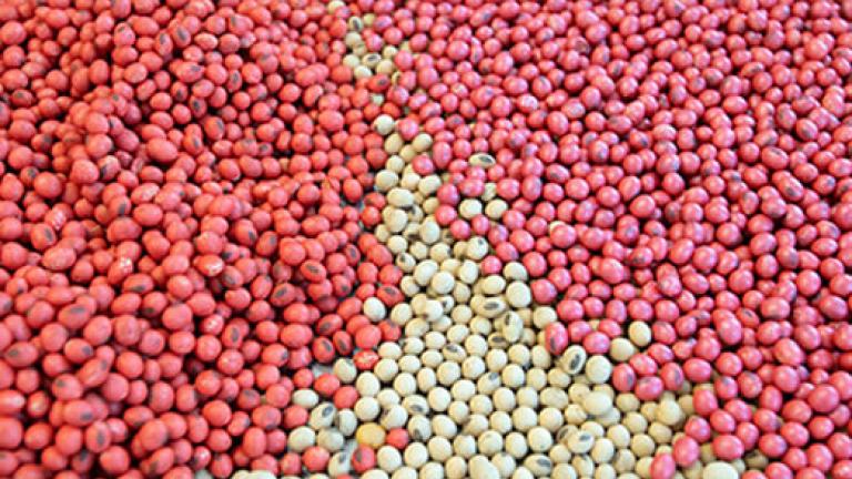 Sementes de soja tratadas com diferentes cores de pigmento, lado a lado