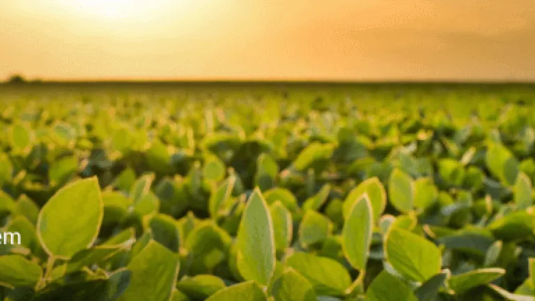 Foto de plantação verde ao pôr do sol