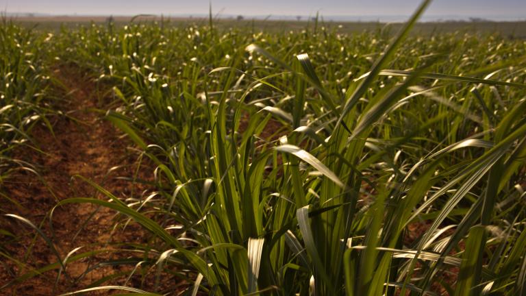 Syngenta lança CRESTIVO