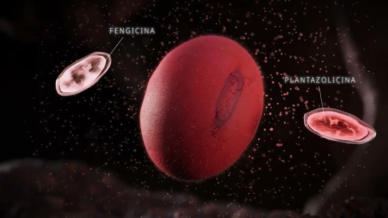 ARVATICO®: Nova ferramenta biológica para controle de nematoides e doenças