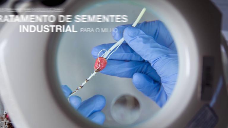 Tratamento de sementes industrial para milho: vale a pena investir?