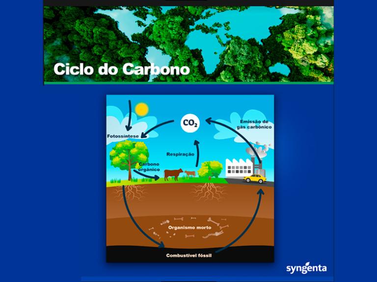 Infográfico florestas