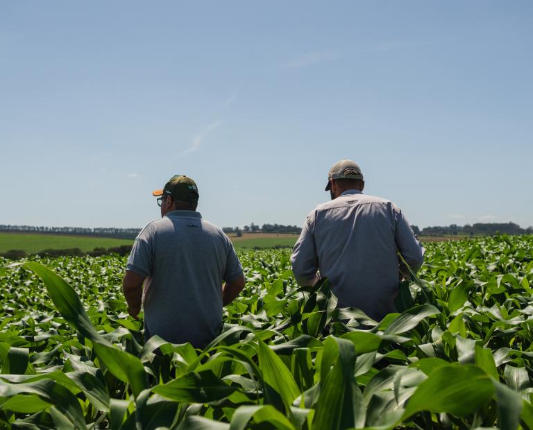Barter em Campo: para a safra 2024/25, a Syngenta disponibilizou US＄1 bilhão em comercializações de barter para os agricultores brasileiros