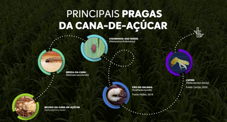 Infográfico com as principais pragas da cana-de-açúcar