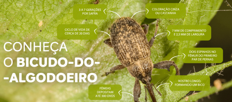 Infográfico do bicudo-do-algodoeiro com foto do inseto e partes do corpo destacadas
