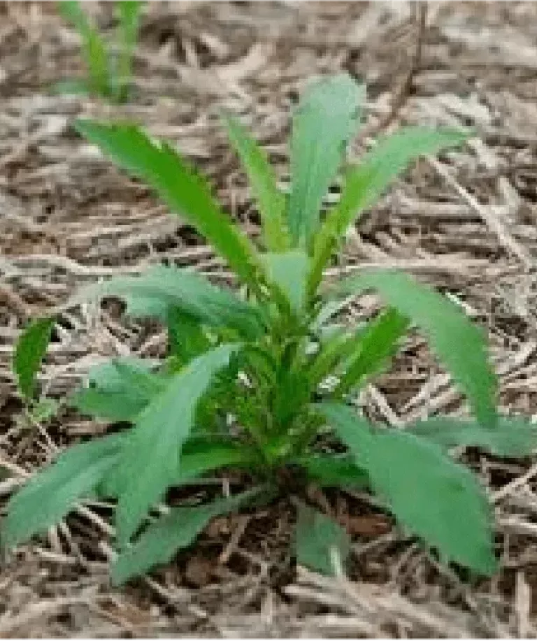 Planta verde jovem brotando em solo seco, com palha marrom