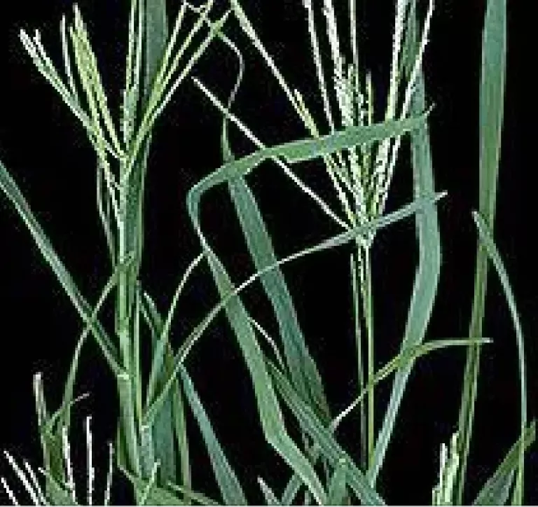 Capim verde com espigas finas sobre fundo preto