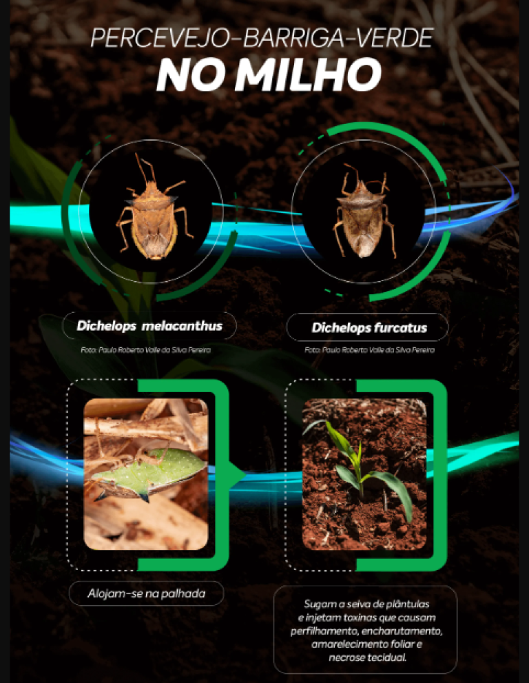 Infográfico sobre percevejo-barriga-verde no milho, com fotos e dicas de manejo