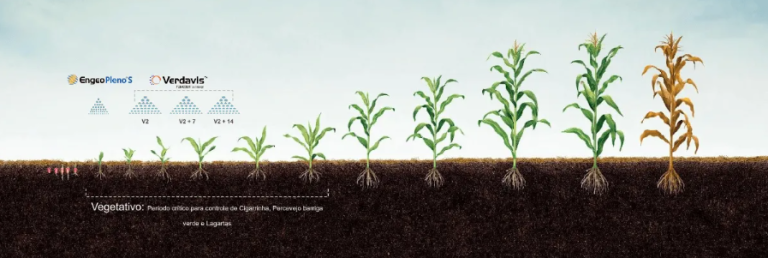 Infográfico do crescimento de plantas de milho com o uso do produto