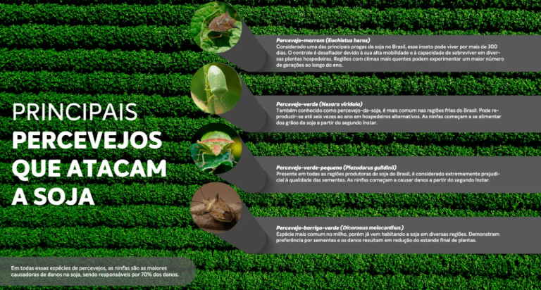 Infográfico sobre percevejos que atacam a soja, com fotos de insetos e plantação ao fundo