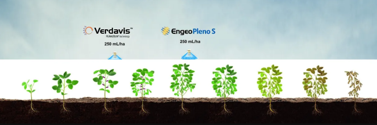 Infográfico do crescimento de plantas ao longo do tempo, mostrando ação do produto