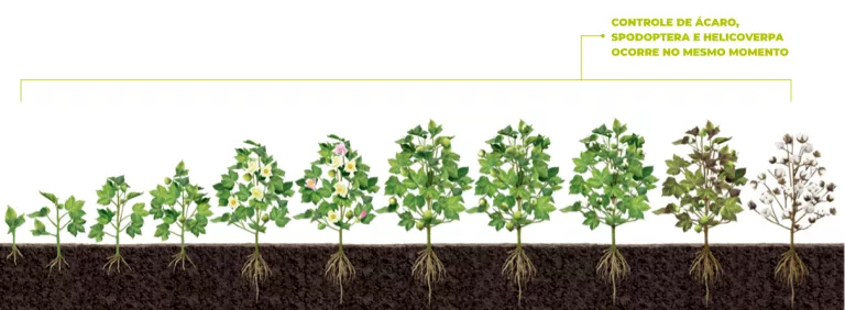 Imagem que ilustra o posicionamento do produto na cultura do algodão, mostrando as diferentes fases de desenvolvimento da planta e o controle de ácaros, Spodoptera e Helicoverpa no mesmo momento.