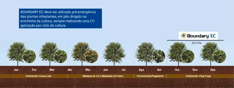 Infográfico mostra o posicionamento do Boundary® EC na cultura dos citros ao longo do ano, com aplicação pré-emergente de 3,0 L/ha e indicação dos períodos de enchimento, mudança de cor, maturação, florescimento e pegamento dos frutos.