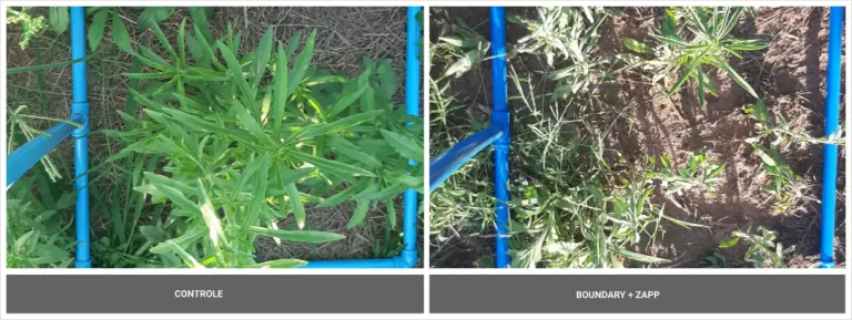 Comparação visual entre a área de controle e a área tratada com Boundary + Zapp, mostrando a diferença no controle das plantas daninhas.
