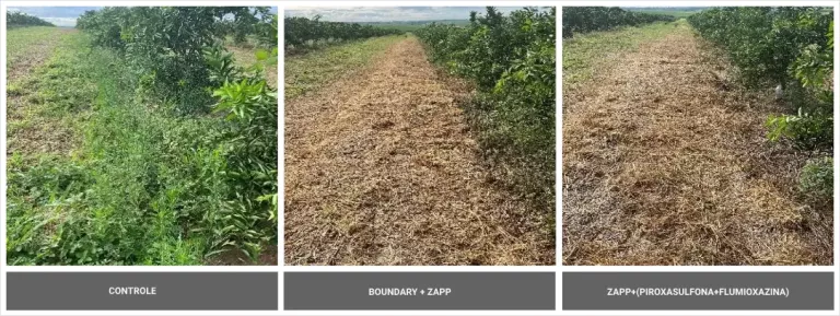 Comparação visual do controle de plantas daninhas em pomar cítrico: área de controle, área tratada com Boundary + Zapp e área tratada com Zapp (piroxasulfona + flumioxazina).