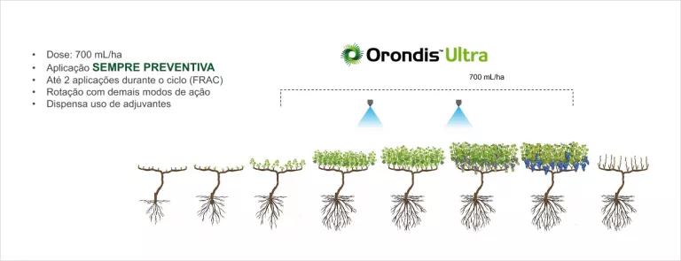 Gráfico do crescimento de árvores com raízes sob irrigação e Orondis Ultra