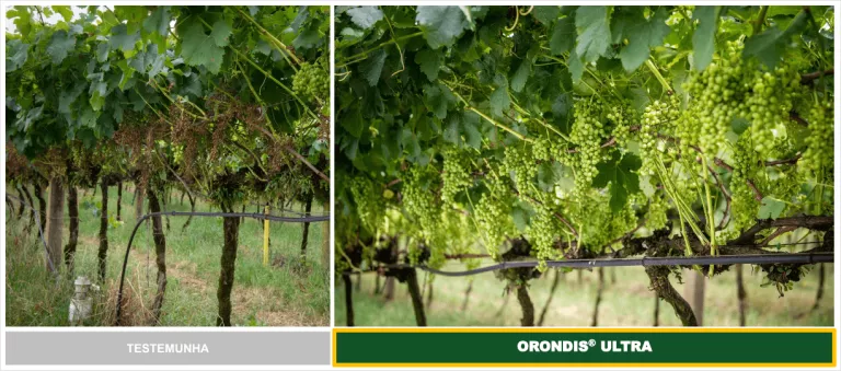 Vinhedo com cachos de uvas verdes pendendo das parreiras em duas fotos lado a lado.