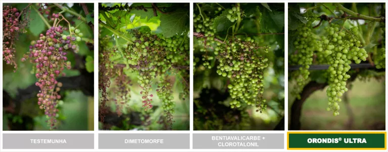 Quatro fotos de cachos de uvas em videira, variando do roxo ao verde, ao ar livre