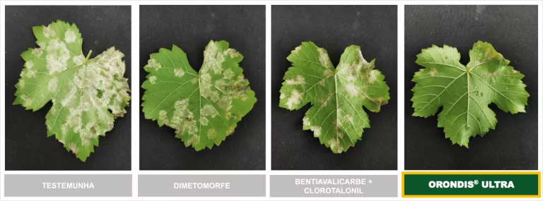 Quatro folhas de uva verdes em sequência, mostrando estágios de doença e uma saudável