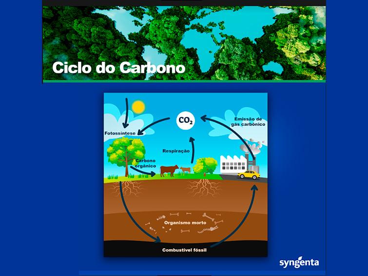 Infográfico florestas